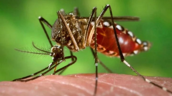 Brote histórico de dengue en Argentina: ya son 238 los fallecidos y hubo más de 333 mil casos