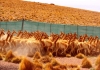 Jujuy planifica batir su récord de esquila sustentable de vicuñas