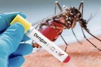 Jujuy: se confirmaron 61 nuevos casos de dengue