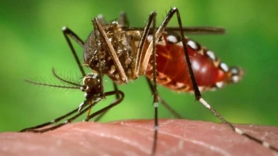 Ante el aumento de casos de dengue, Anmat acelera el análisis de una vacuna japonesa