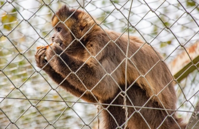 Coexistir sin invadir . Qu&eacute; hacer ante la presencia de monos en Jujuy