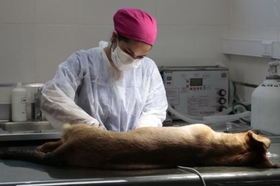 Entregar&aacute;n turnos para castraci&oacute;n de mascotas
