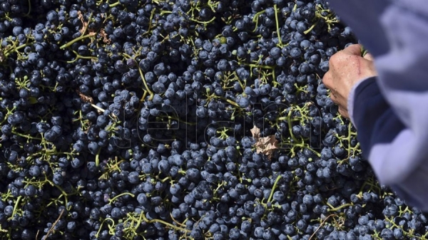 Crece la producci&oacute;n y exportaci&oacute;n de mosto de la Argentina