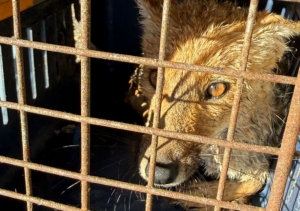 CAFAJu. Asistieron a un zorro colorado herido