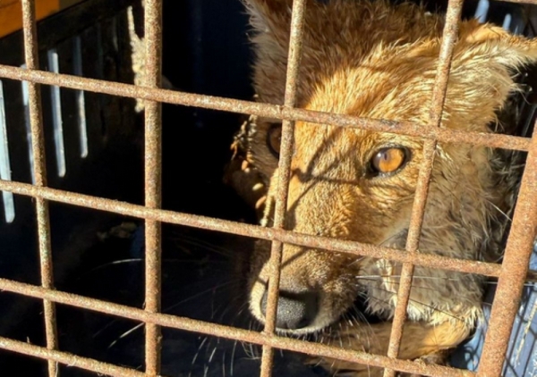 CAFAJu. Asistieron a un zorro colorado herido
