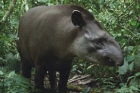 El Tapir fue declarado Monumento Natural Provincial