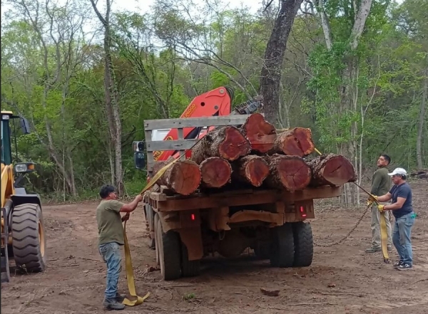 Control forestal: intervienen en extracci&oacute;n no autorizada