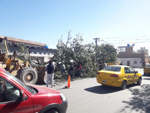 Retiran árboles caídos luego del temporal de viento en Capital