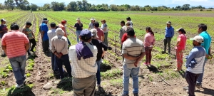 Manejo agroecol&oacute;gico en Valles templados de Jujuy y Salta