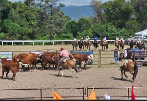 Economía y producción . Exitoso remate bovino