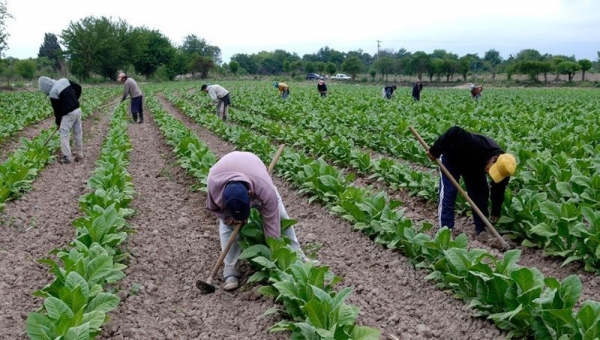 FET desembolsa 400 millones para tabacaleros