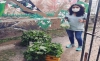 Donan verduras org&aacute;nicas de huerta municipal