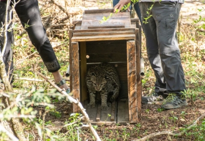 Liberaci&oacute;n de un Ocelote. Un triunfo para la biodiversidad