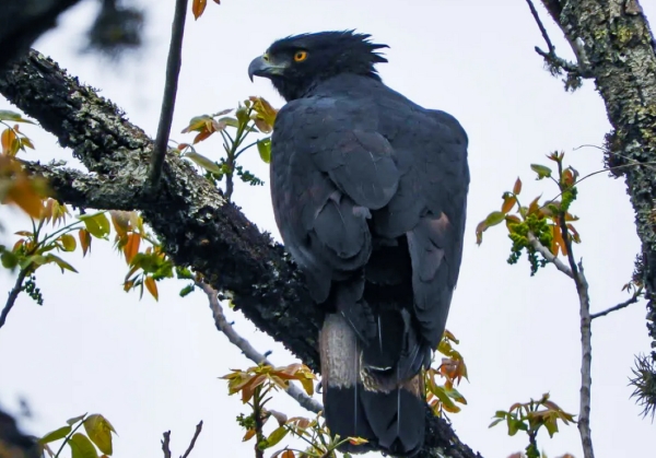 Jujuy declaró al Águila Poma Monumento Natural