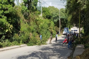 Reforestaci&oacute;n y mantenimiento de espacios verdes