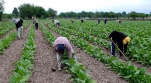 FET: se desembolsaron casi $500 millones para Jujuy