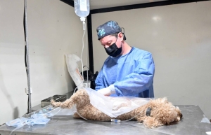 El quir&oacute;fano m&oacute;vil de Zoonosis recorrer&aacute; distintos barrios con jornadas gratuitas de castraci&oacute;n