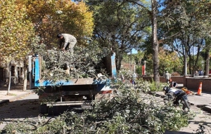 Extraen &aacute;rboles en veredas del Hospital Soria