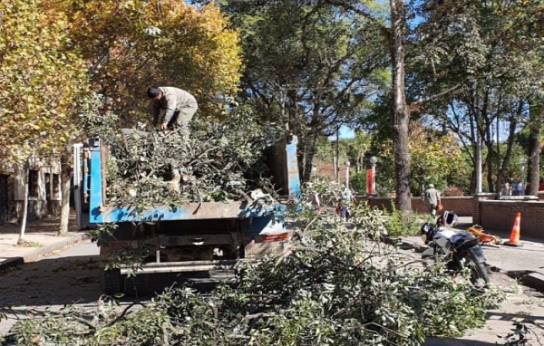 Extraen &aacute;rboles en veredas del Hospital Soria