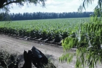Asistencia a productores tabacaleros medianos
