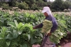 Agricultura transfiri&oacute; $ 220 millones del Fondo Especial de Tabaco a Jujuy