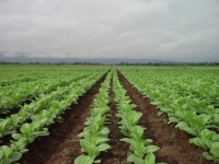 Tabaco:Pr&oacute;rroga para el Financiamiento de Fertilizantes