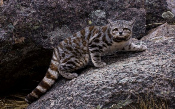 El gato andino sera declarado monumento natural