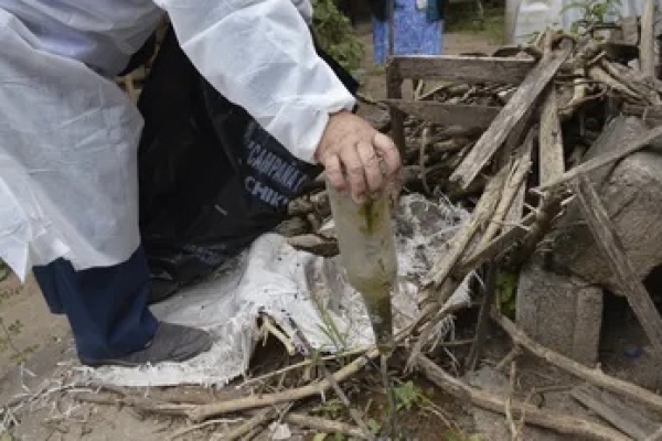 El mosquito transmisor del dengue circula incluso cuando baja la temperatura