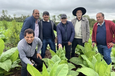 Destacan apoyo de Agricultura a la actividad tabacalera