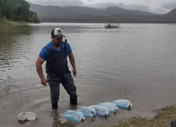 Inici&oacute; la temporada de siembra de pejerrey
