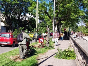 Arborizan la avenida Hip&oacute;lito Irigoyen