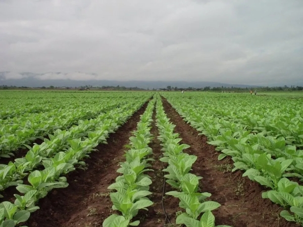 Productores tabacaleros: inscripci&oacute;n para fertilizantes