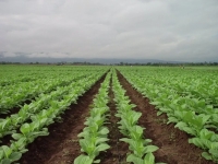 Productores tabacaleros: inscripci&oacute;n para fertilizantes