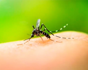 SE CONFIRMARON DOS NUEVOS CASOS DE DENGUE IMPORTADO EN JUJUY