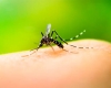 SE CONFIRMARON DOS NUEVOS CASOS DE DENGUE IMPORTADO EN JUJUY