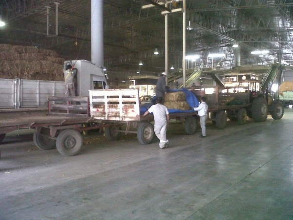 Comenz&oacute; el acopio de tabaco en Jujuy