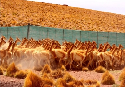 Jujuy planifica batir su r&eacute;cord de esquila sustentable de vicu&ntilde;as