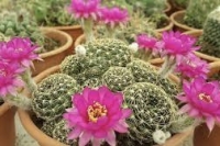 En mayo vuelve el Paseo de las Plantas a la Ciudad