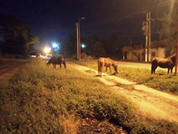 Propietarios de equinos sueltos en la v&iacute;a p&uacute;blica son multados
