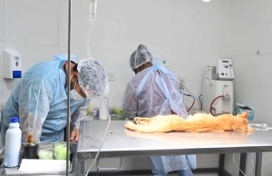 Cronograma de actividades de la Direcci&oacute;n de Zoonosis