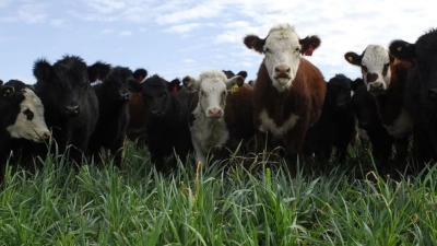La inercia que dej&oacute; el 2025 para este a&ntilde;o en carnes y l&aacute;cteos: m&aacute;s producci&oacute;n, consumo en alza y exportaciones r&eacute;cord