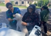 Leishmaniasis: se realiza vigilancia ante casos sospechosos