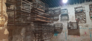 24 aves son rescatadas en San Salvador de Jujuy