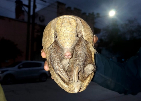 Dos ejemplares de fauna nativa fueron rescatados