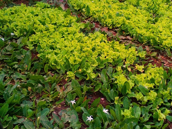 INVITAN A PARTICIPAR DE UN TALLER GRATUITO DE HUERTAS ORG&Aacute;NICAS