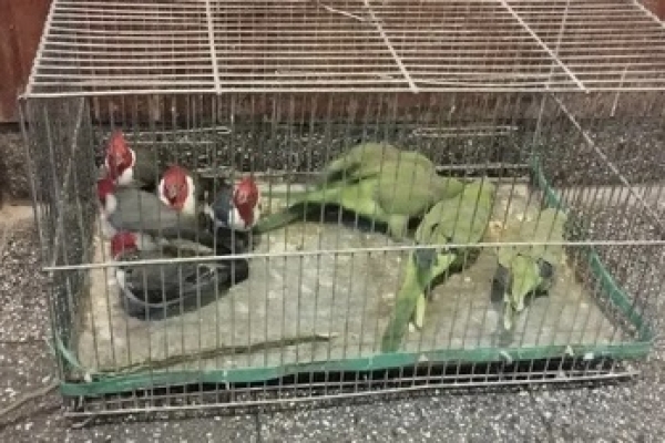La Polic&iacute;a recuper&oacute; aves aut&oacute;ctonas que estaban a la venta