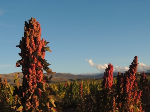 Fondos para producci&oacute;n de quinoa y haba en la Puna