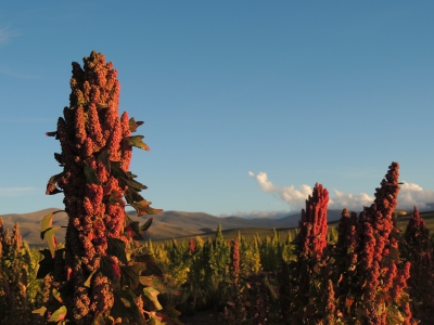 Fondos para producci&oacute;n de quinoa y haba en la Puna