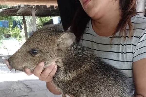 Ejemplares de fauna silvestre fueron rescatados en Vinalito