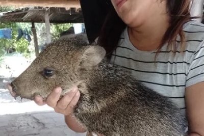 Ejemplares de fauna silvestre fueron rescatados en Vinalito